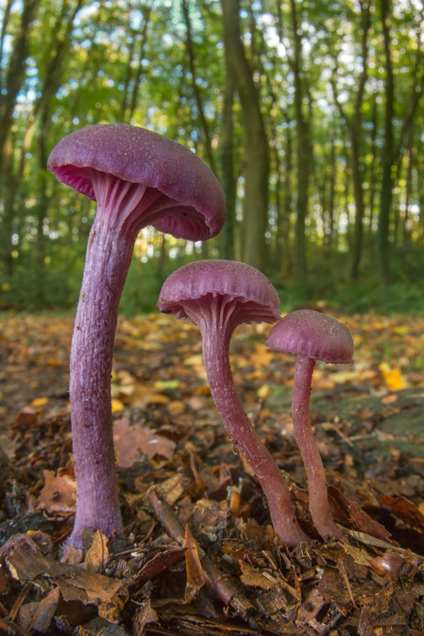 Amethyst Deceiver 6